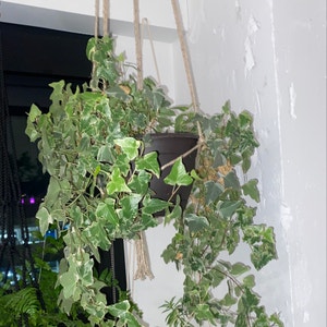 English Ivy plant photo by @Morgs named Blue Ivy on Greg, the plant care app.