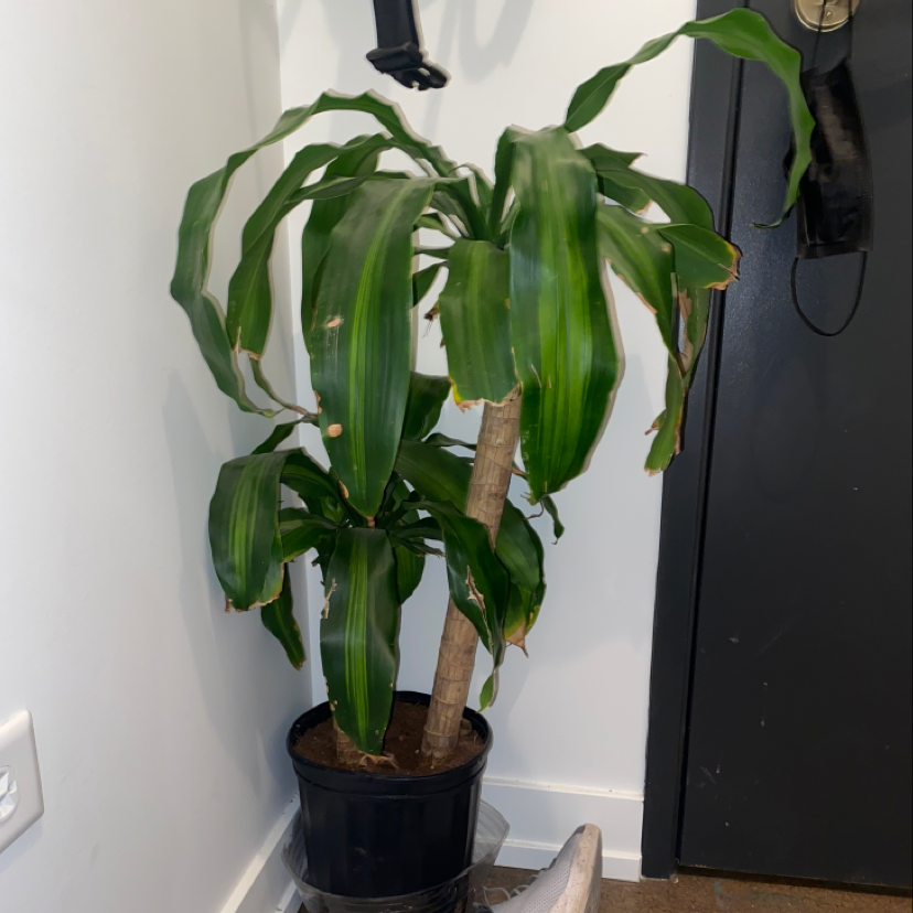 Cornstalk Dracaena plant photo by @Morgs named Grut on Greg, the plant care app.