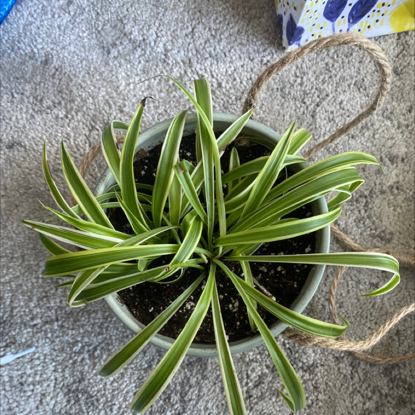 Spider Plant plant photo by @Morgs named Gram on Greg, the plant care app.