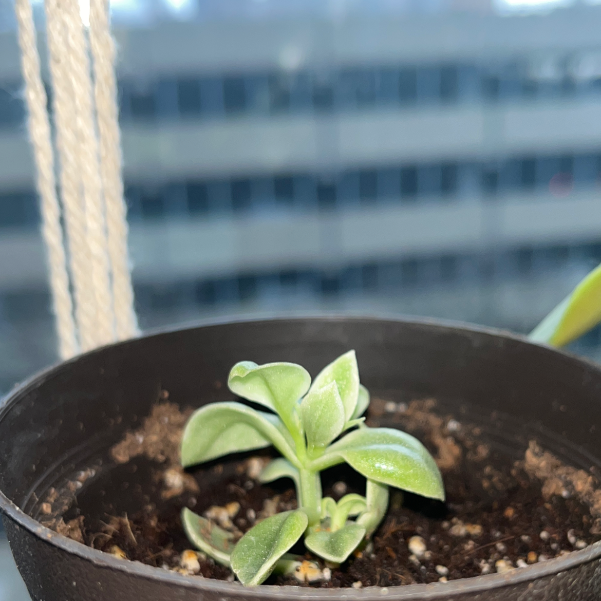 Baby Sun Rose plant photo by @Morgs named Propagated Baby on Greg, the plant care app.