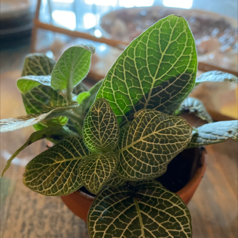Nerve Plant plant photo by @Olivia1234 named Terra on Greg, the plant care app.