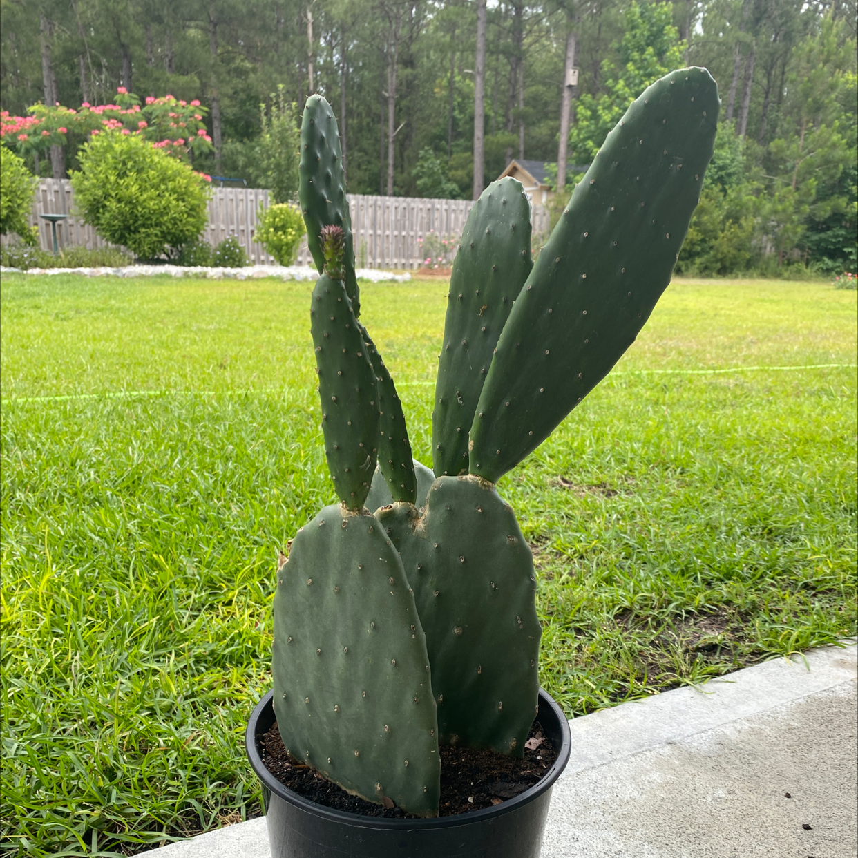 Photo of the plant species Smooth Prickly Pear by Justin named Gates on Greg, the plant care app