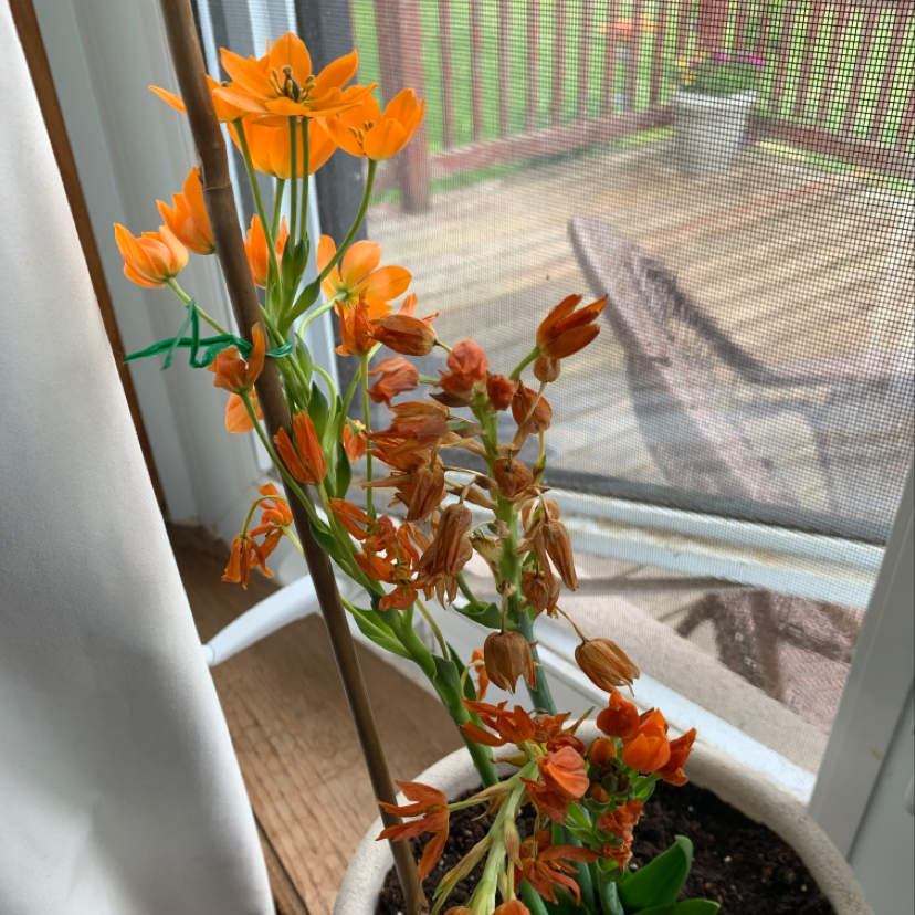 Potted Sun Star plant with bright orange flowers, some wilted and discolored, near a window.