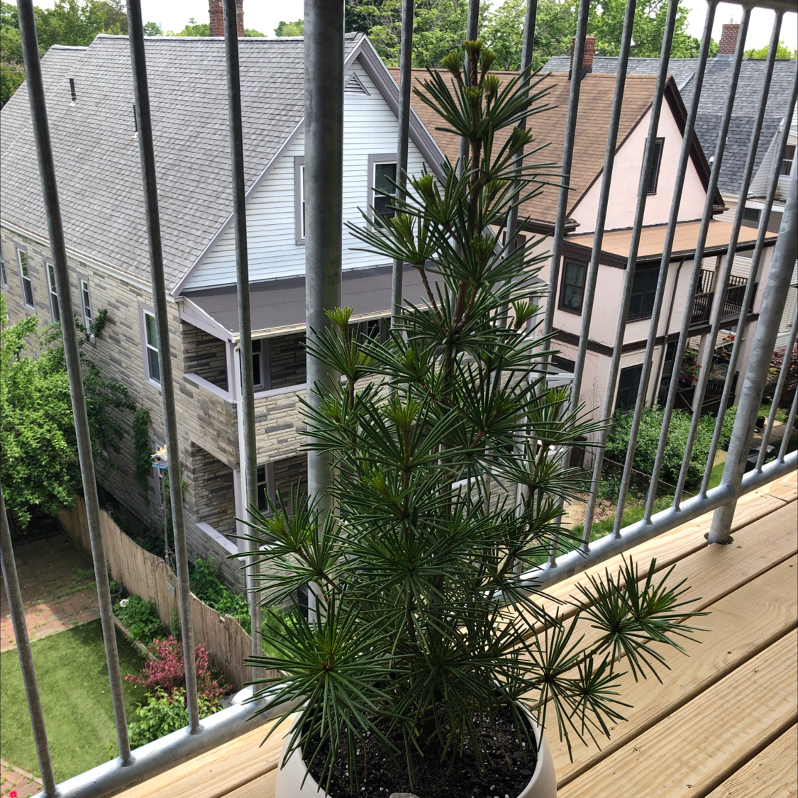 Photo of the plant species Japanese umbrella pine by Sam named Your plant on Greg, the plant care app