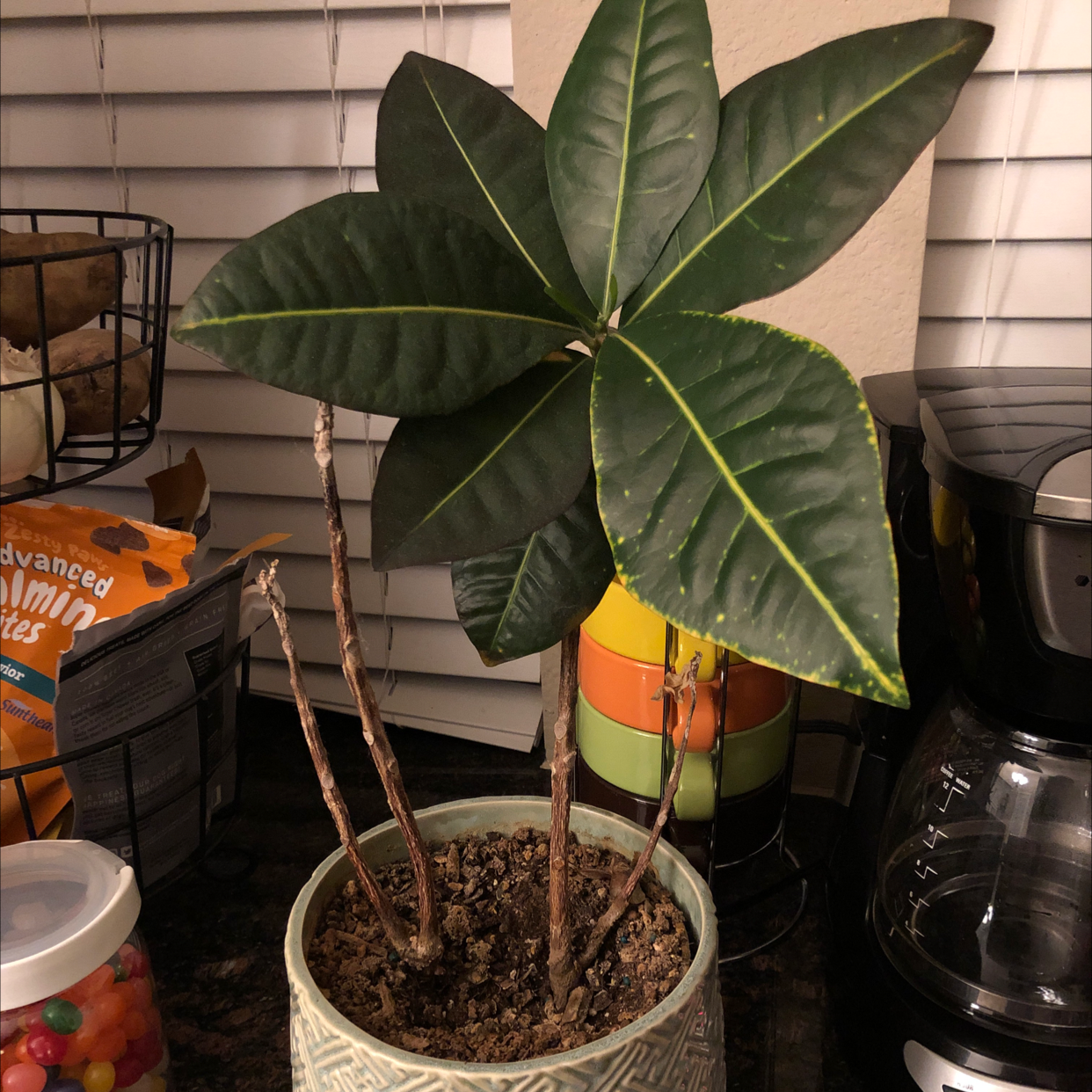 Why Are There Brown Spots on My Croton 'Petra'?