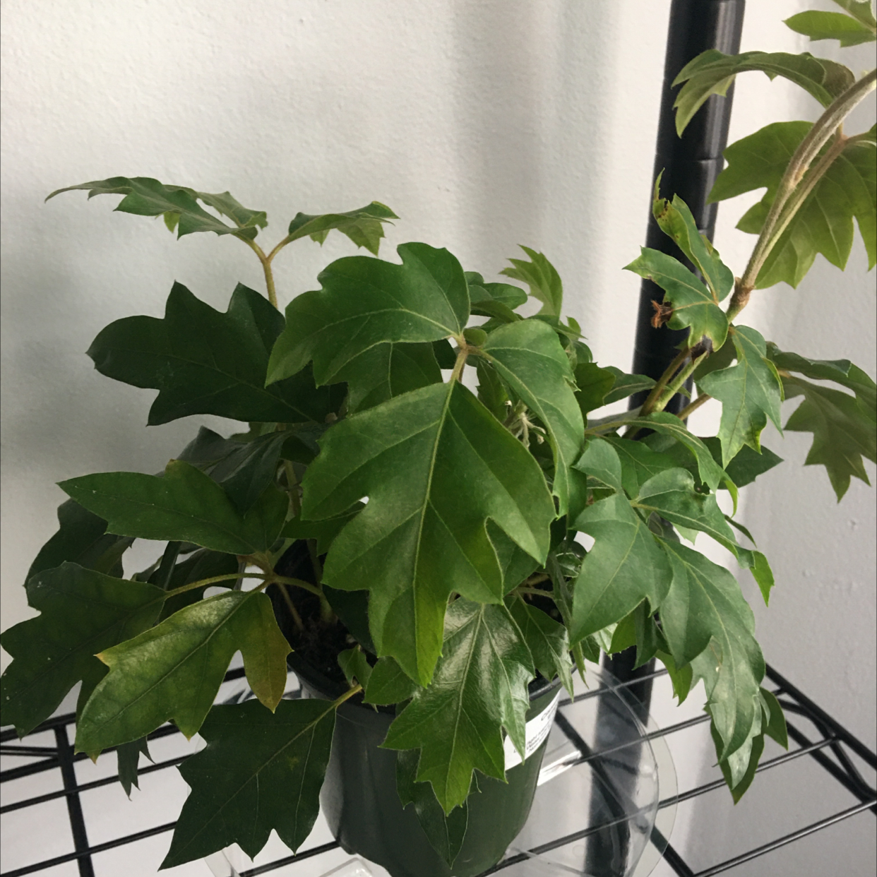 Healthy grape ivy vine growing in a black plastic pot, with large green lobed leaves and slight browning on older foliage.