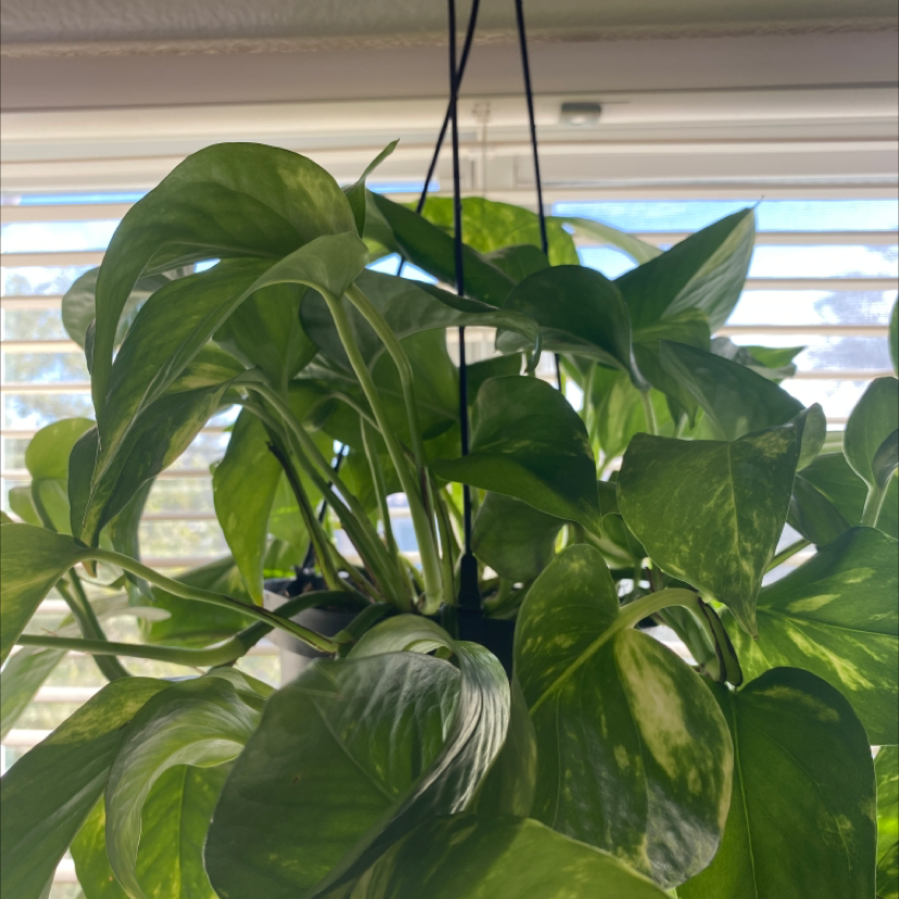 Jade Pothos plant photo by @tayeyuh named Golden Pothos on Greg, the plant care app.