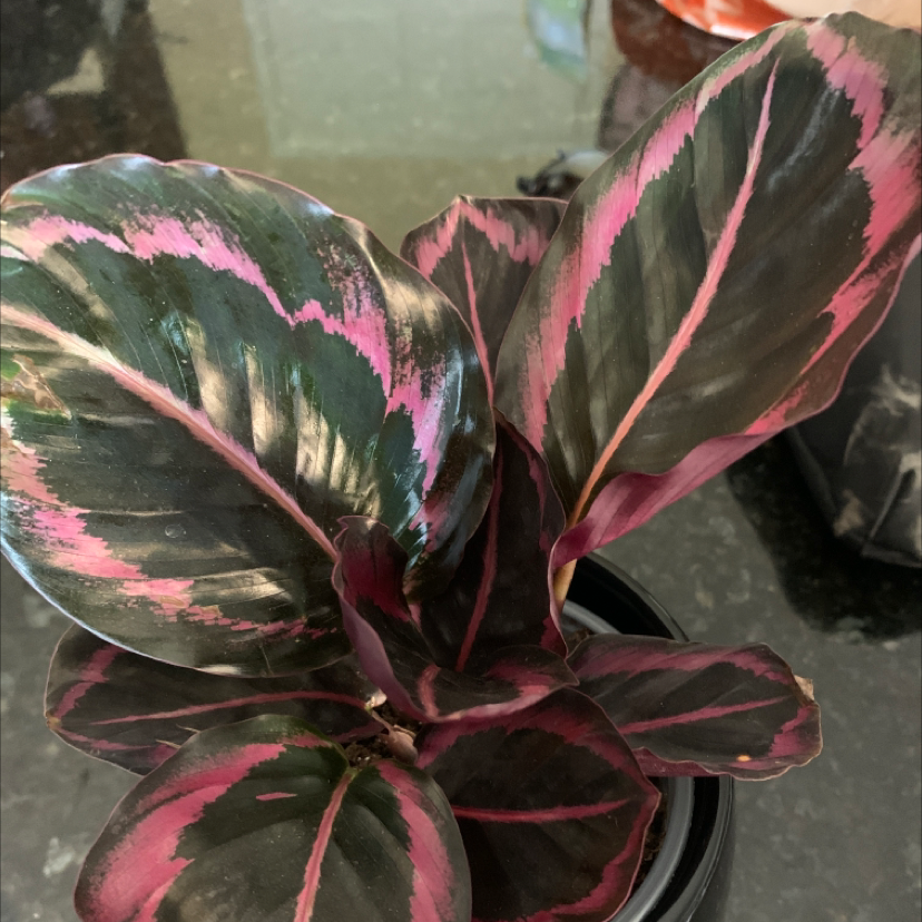 Rose Calathea plant photo by @Pinkkoi named Nandor on Greg, the plant care app.