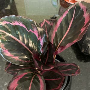 Rose Calathea plant photo by Pinkkoi named Nandor on Greg, the plant care app.