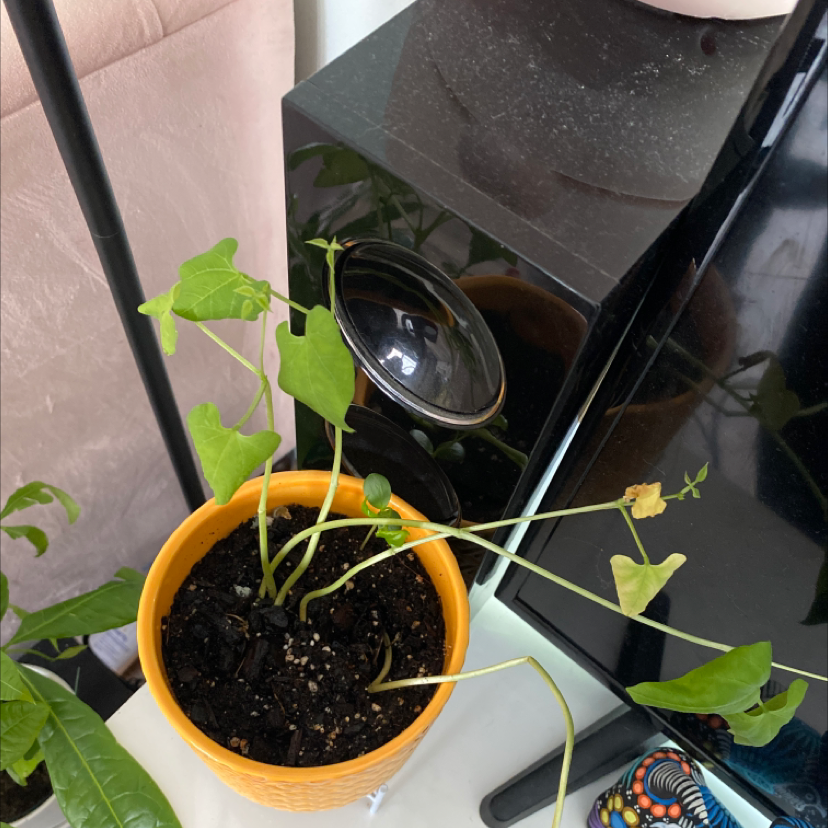 Common Bean Is Not Toxic To Humans When Properly Cooked