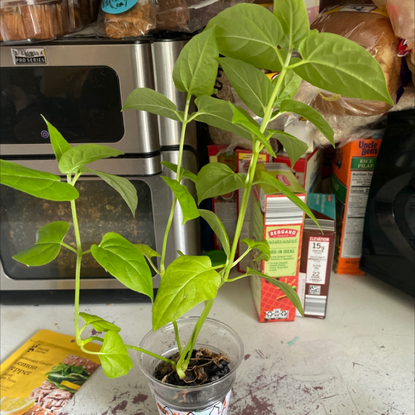 Marvel of Peru plant in a clear plastic cup with visible soil, set against a kitchen background.
