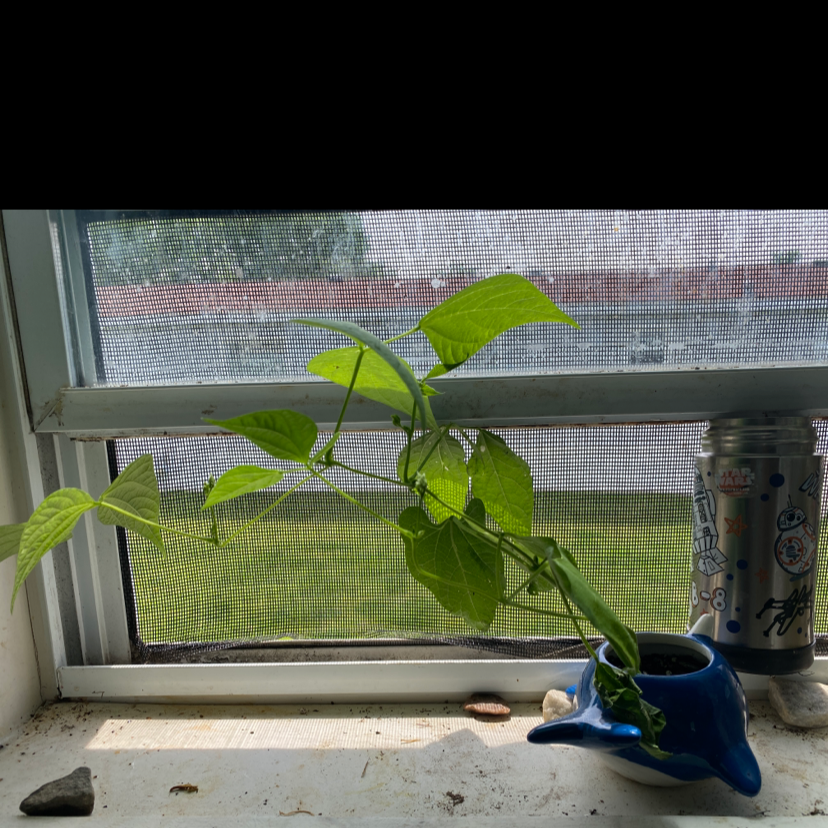 Common Bean plant on a windowsill in a blue pot, with healthy green leaves.