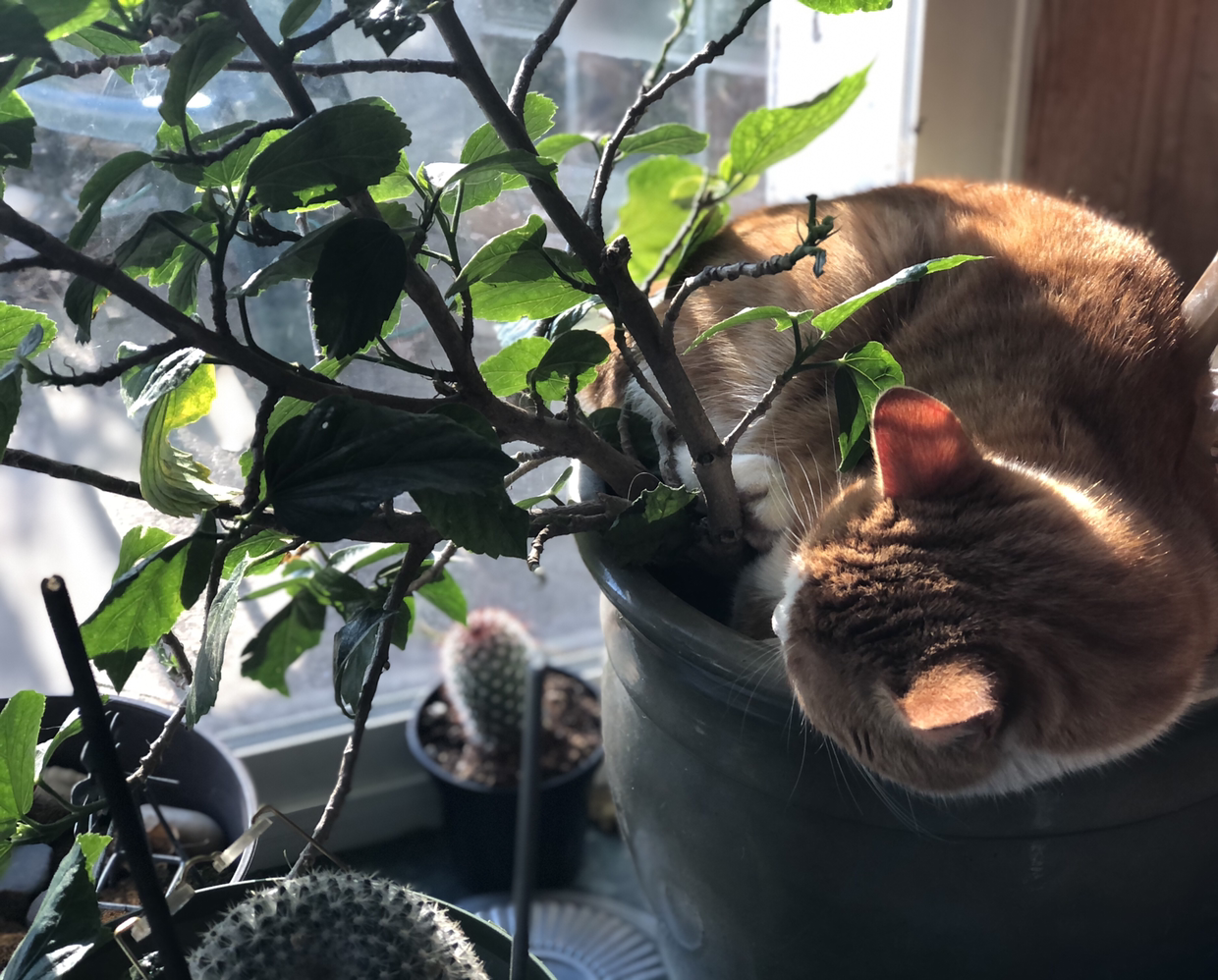 Chinese Hibiscus plant with green leaves and a cat resting in the pot, near a window.
