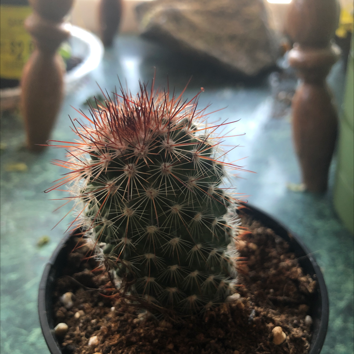 Overhead view of a healthy lace hedgehog cactus with dense reddish-brown spines in a terracotta pot, well-framed against a blurred background.
