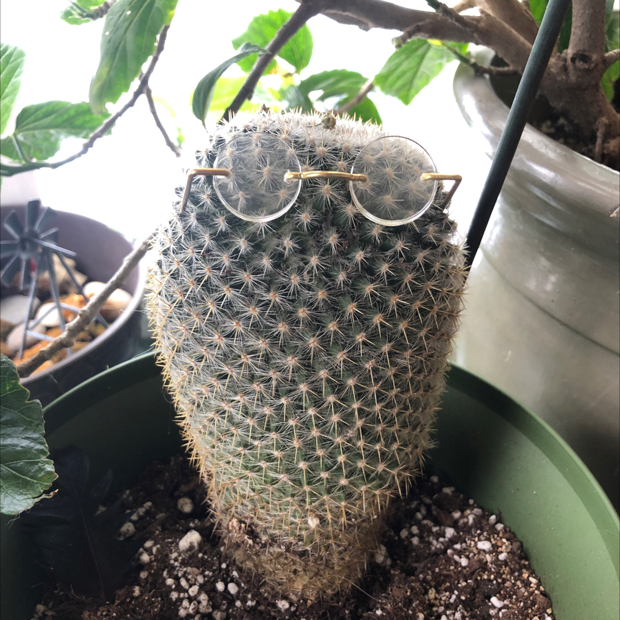 Mammillaria Haageana cactus in a pot with visible soil, adorned with small glasses.