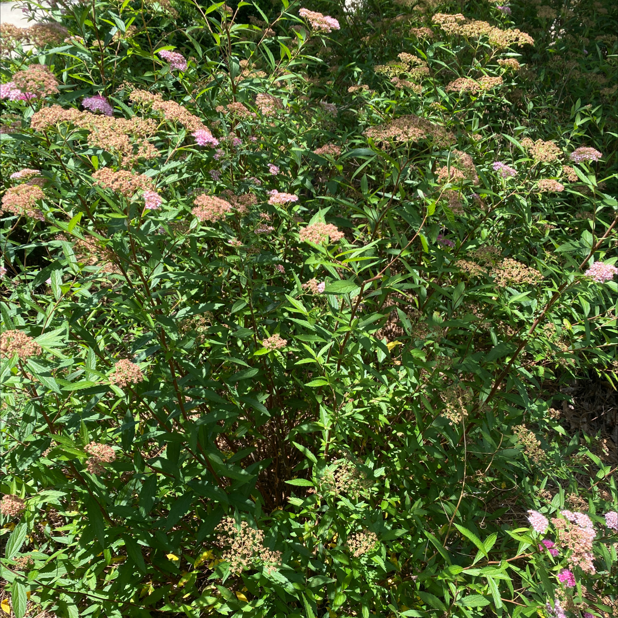 Japanese Meadowsweet with numerous small flowers and green leaves in an outdoor setting.