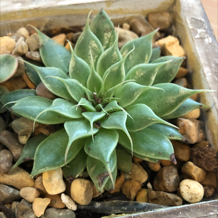 Sempervivum calcareum plant in a pot with rocky soil, healthy green leaves.