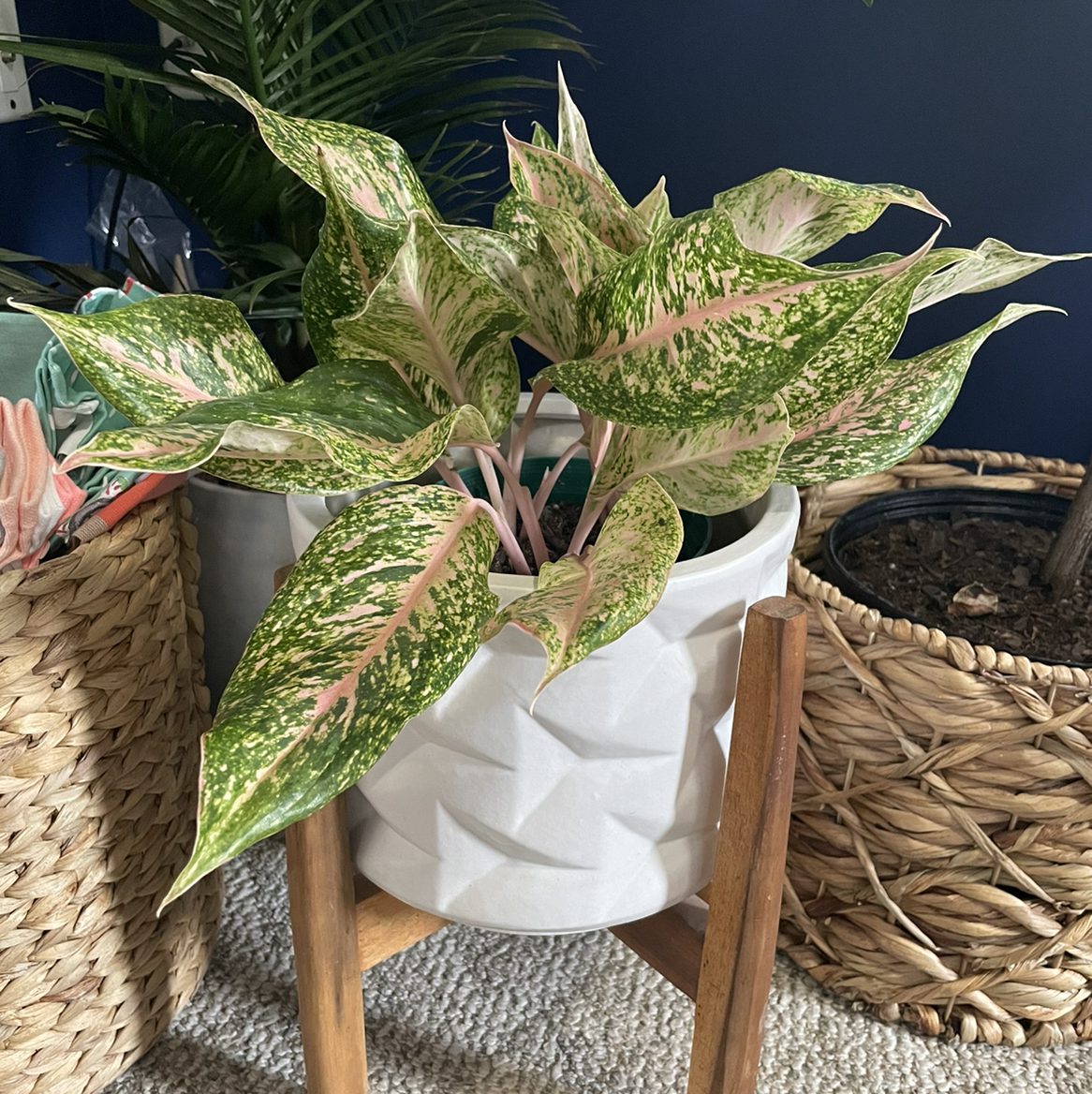 A thriving Heart of Jesus plant with vibrant green, white and pink variegated leaves in a white ceramic pot.