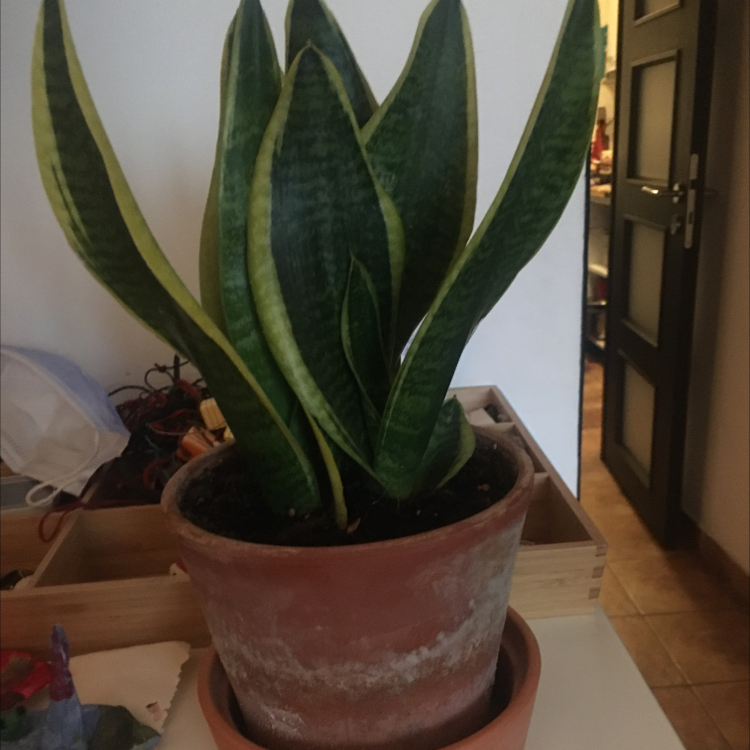 Snake Plant plant photo by Adina named Ducessa on Greg, the plant care app.