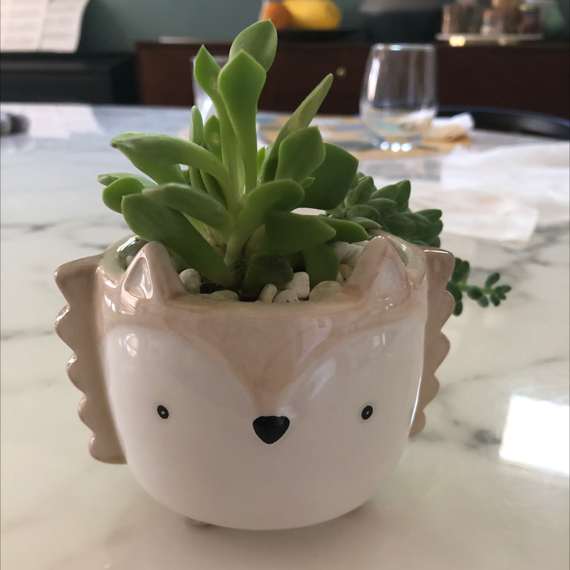 Echeveria 'Topsy Turvy' succulent in a decorative animal-shaped pot on a table.
