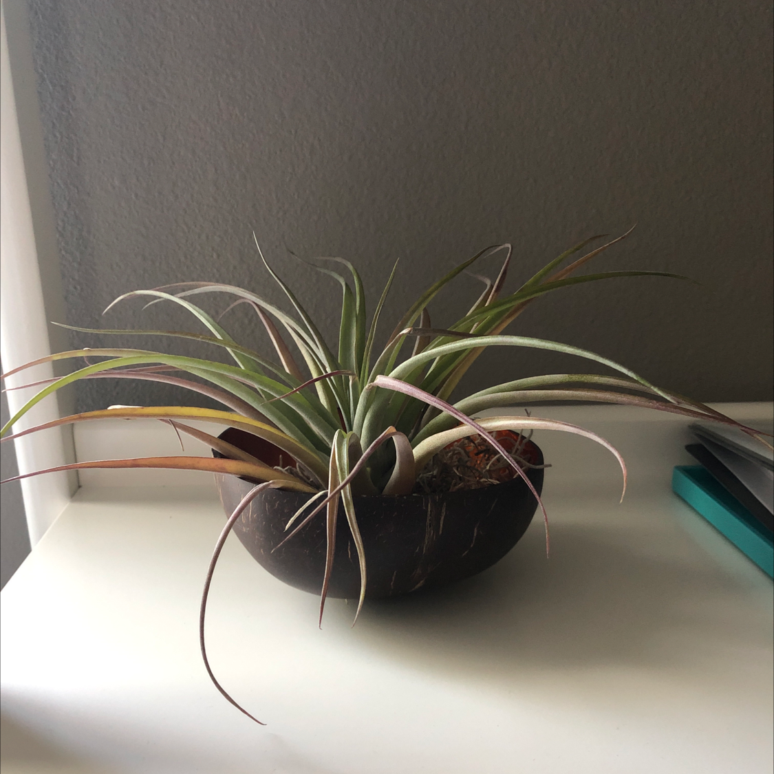 Photo of the plant species Giant Airplant by @chikitanee named Barbara on Greg, the plant care app