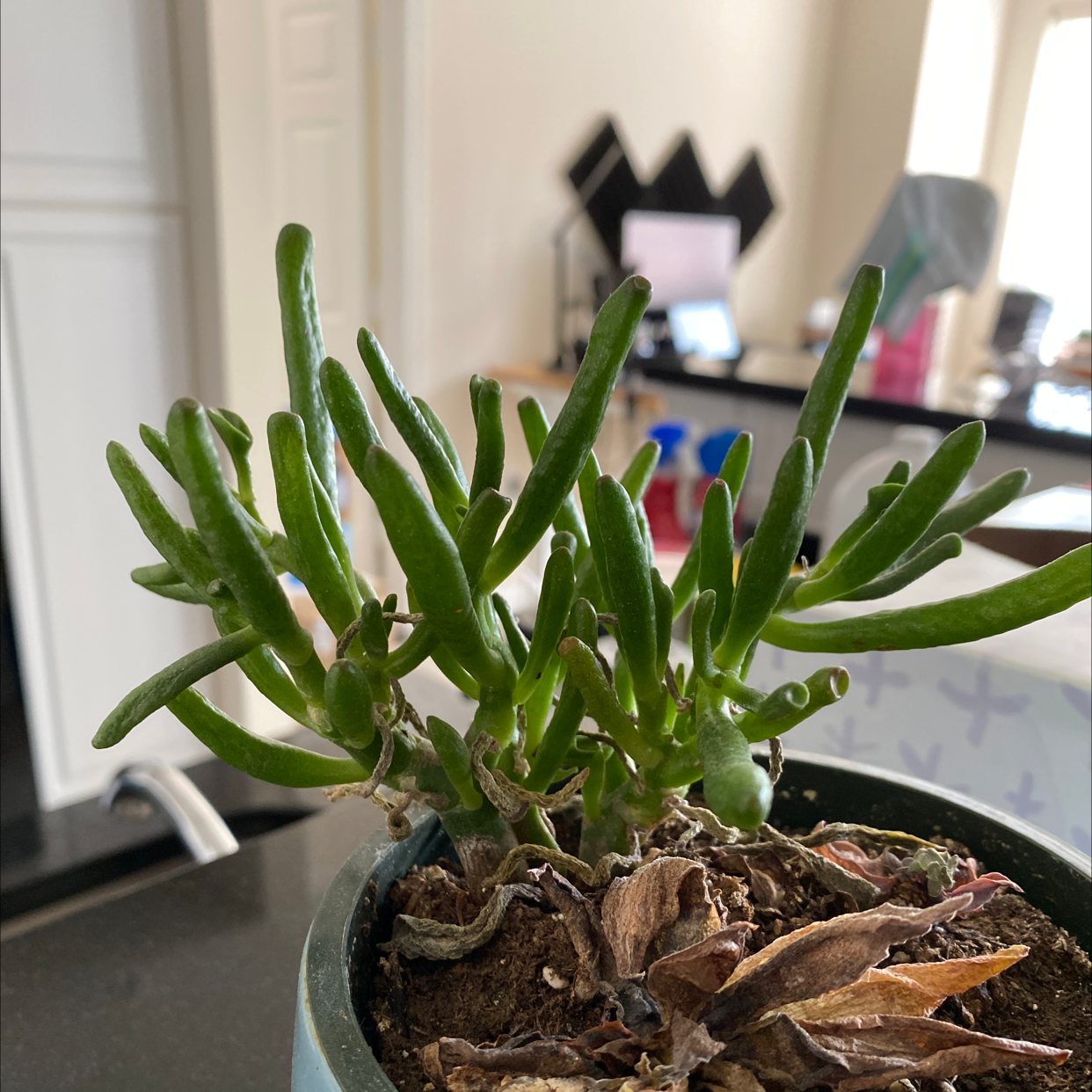 Lucky Plant plant photo by @vito named Gollum on Greg, the plant care app.