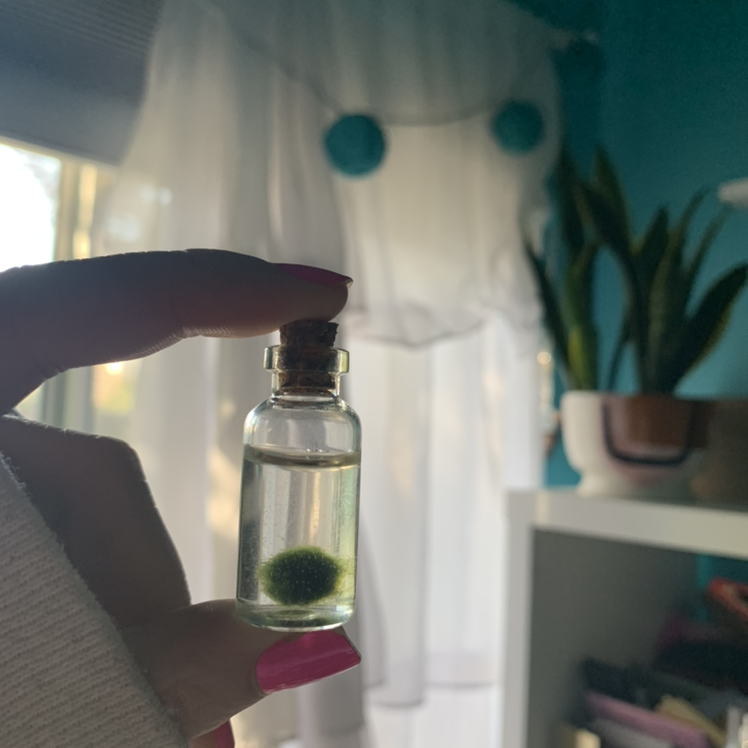 A Marimo moss ball in a glass vial held by a hand, with a potted plant in the background.