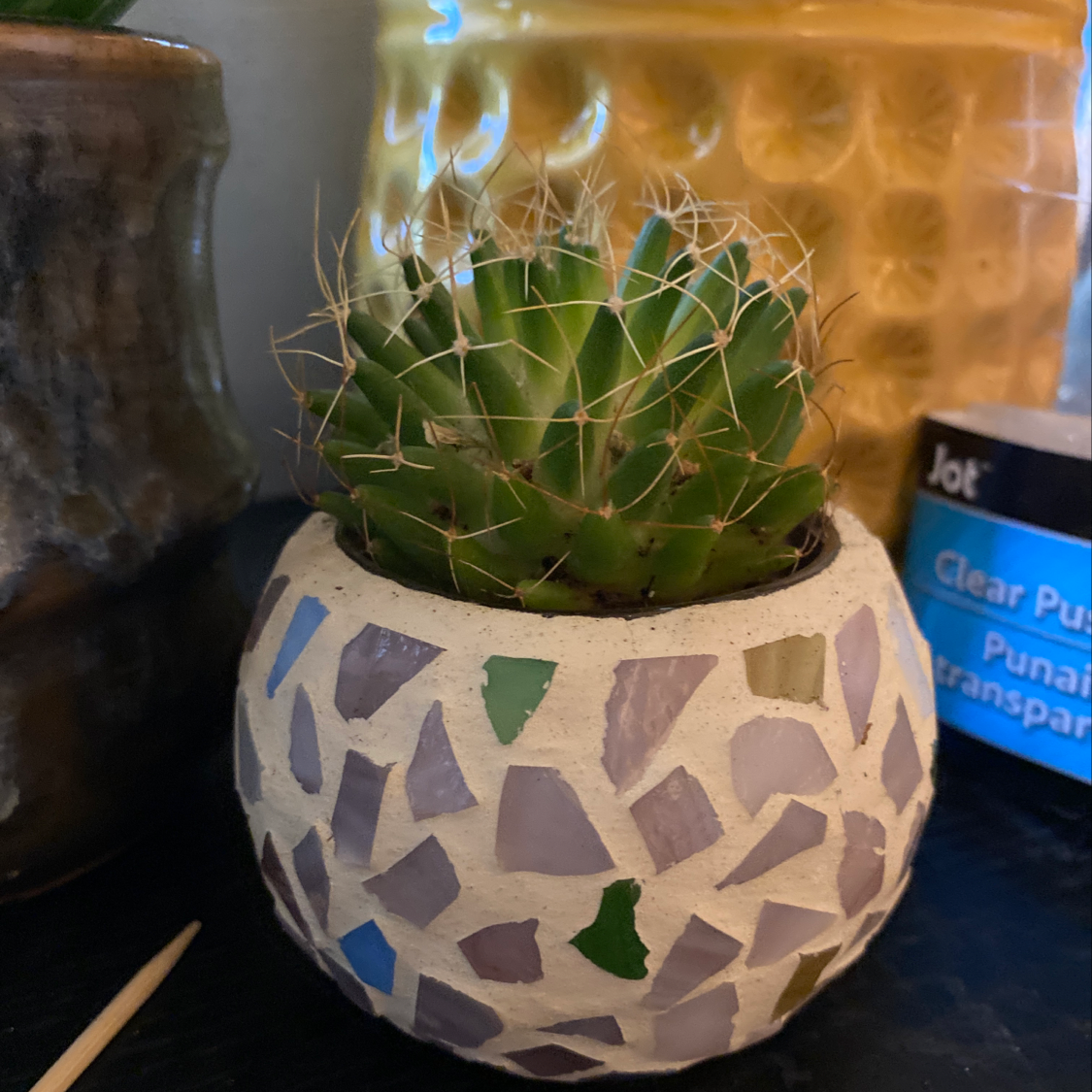 A small cactus plant in a decorative mosaic pot, well-framed and in focus.