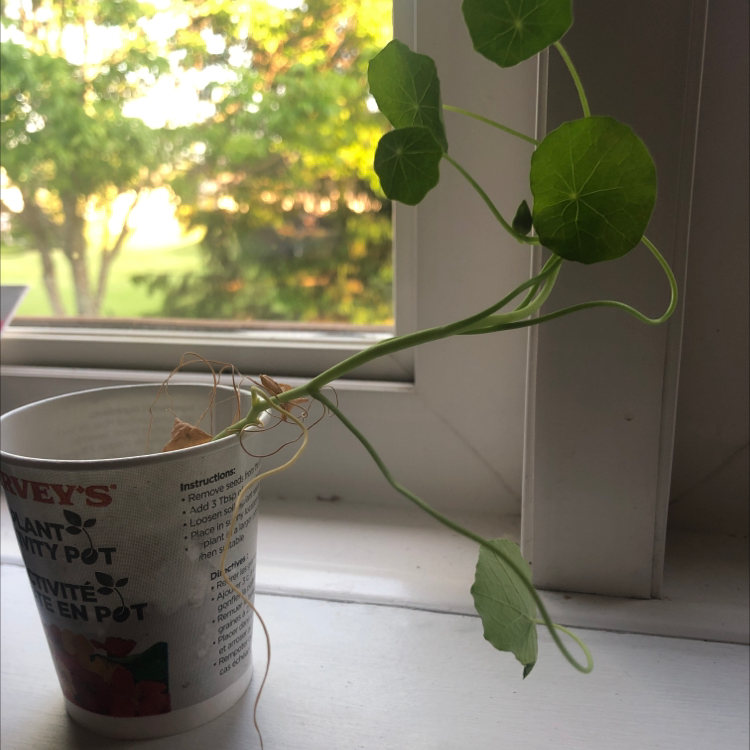 Garden Nasturtium plant in a small container on a windowsill with green leaves.