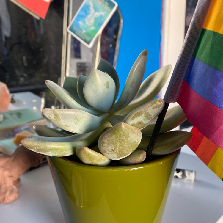 Pachyphytum 'Starburst' plant photo by @gizmo named Mollie on Greg, the plant care app.