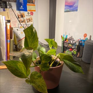 Marble Queen Pothos plant in Norwich, England