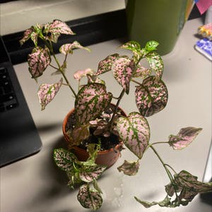 Polka Dot Plant plant photo by @gizmo named Cinnamon on Greg, the plant care app.