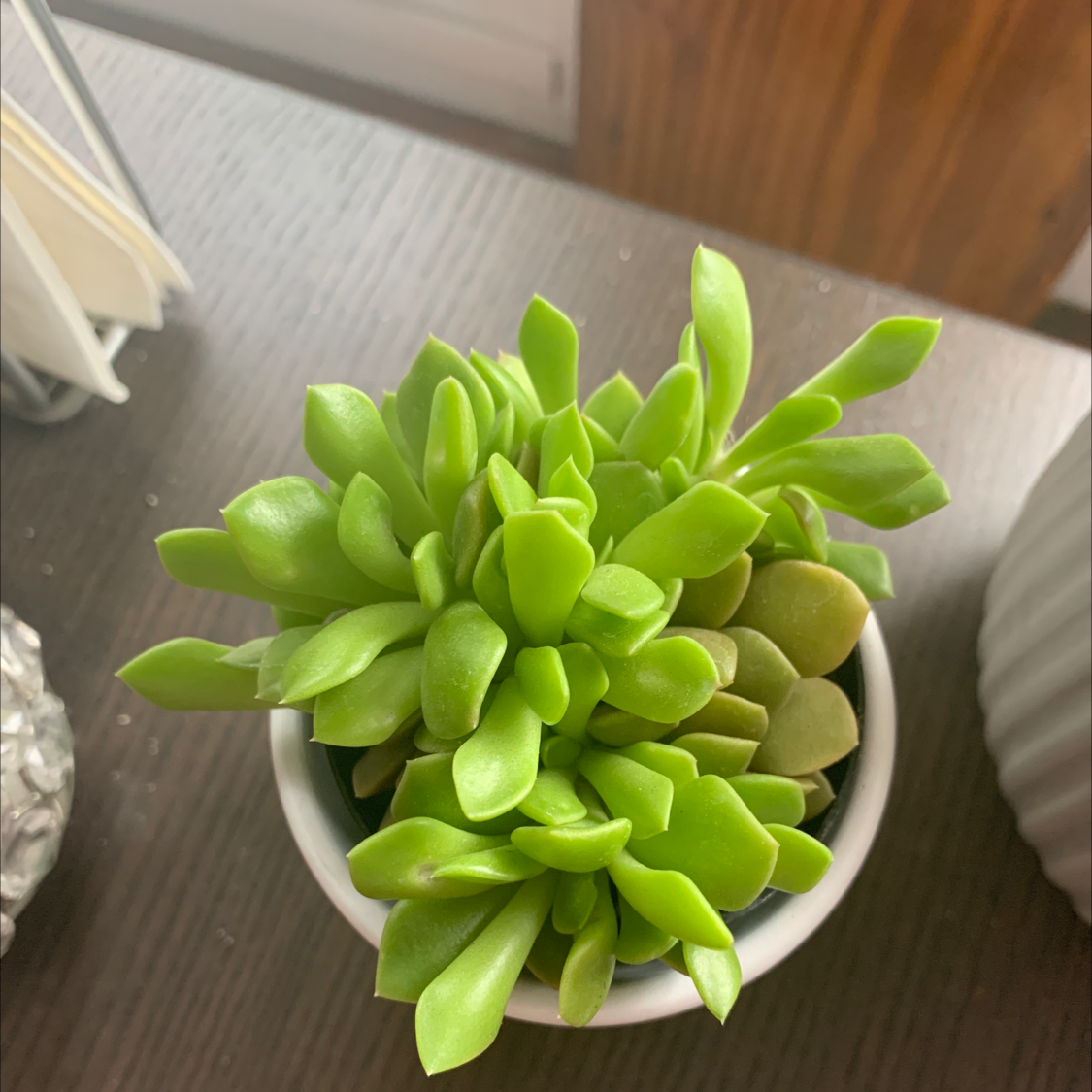 Photo of the plant species Anacampseros arachnoides by Molly named Gus on Greg, the plant care app