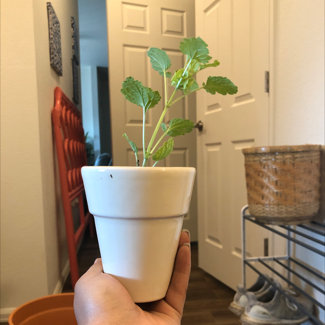 Photo of the plant species Moluccella Laevis by Marissa named Khaleesi on Greg, the plant care app