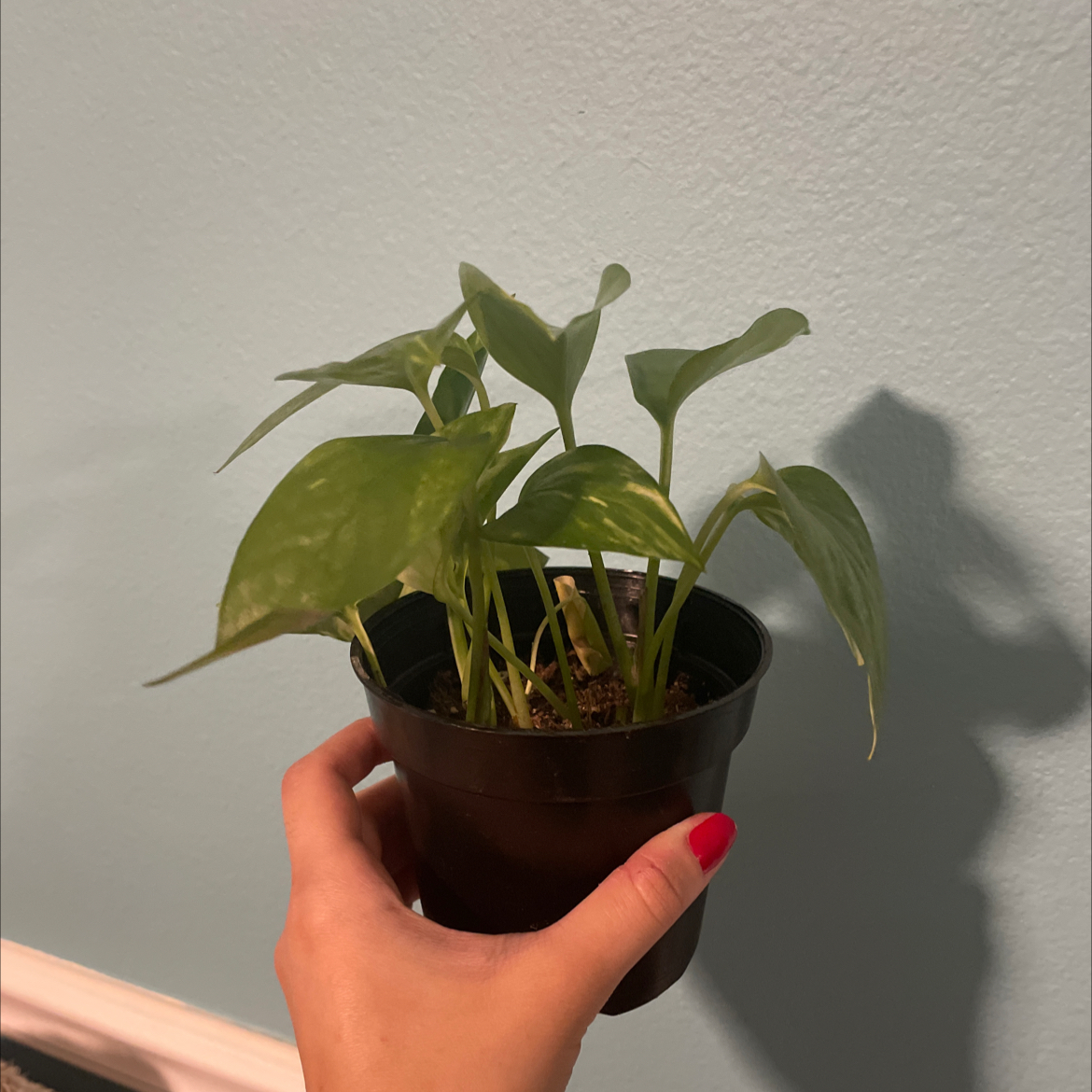 Taro Vine plant photo by @Wavhiu named Coby on Greg, the plant care app.