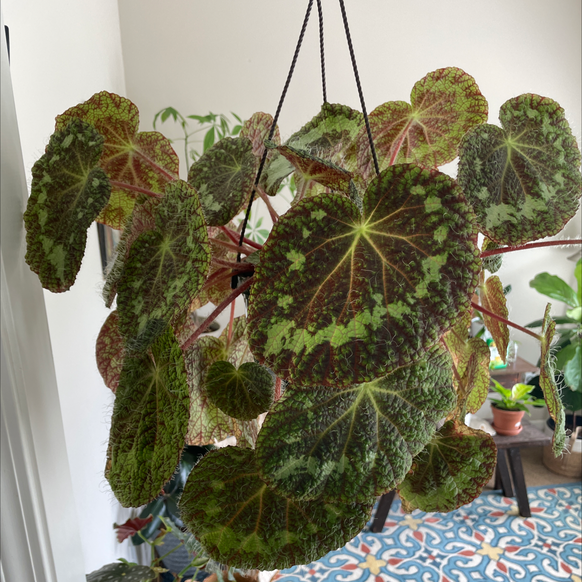 Photo of the plant species Begonia sizemoreae by @PlantS810 named Dolores on Greg, the plant care app