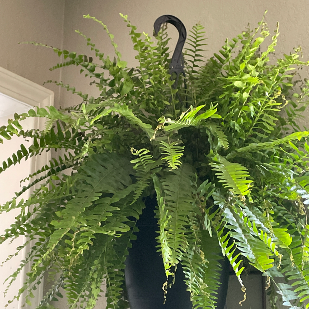 Boston Fern plant photo by @Valentina05 named Kenzie on Greg, the plant care app.