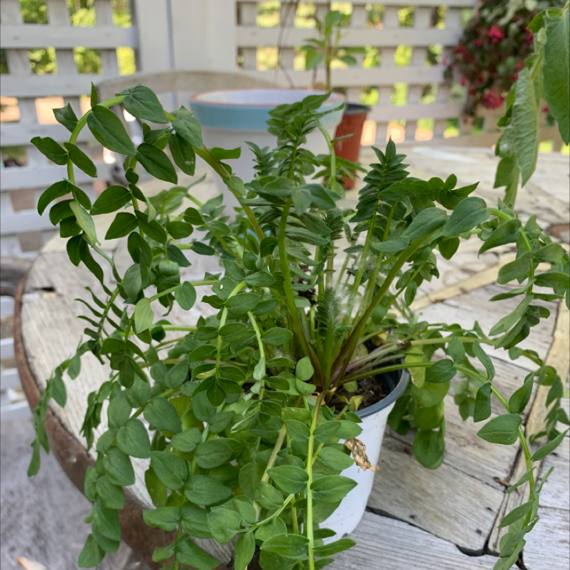 Photo of the plant species Western Jacob's Ladder by Isabelle named Ulysses S Plant on Greg, the plant care app