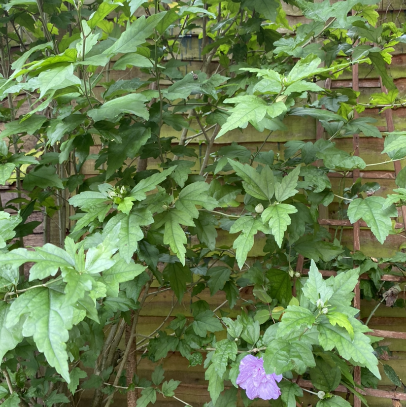 Korean Hibiscus plant with green leaves and a single purple flower.
