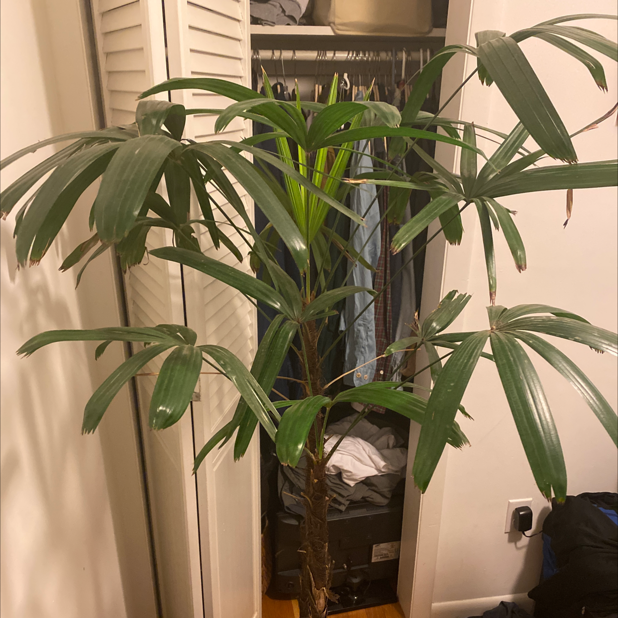 Healthy Rhapis palm with lush green fronds in a clear container, showing moist soil, positioned in front of white shuttered doors.