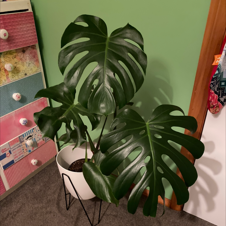 Monstera plant photo by @mylilplantshop named Henry on Greg, the plant care app.