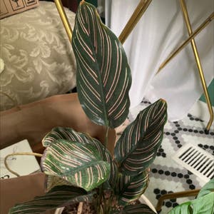Pinstripe Calathea plant photo by @bfeipel named Unhappy on Greg, the plant care app.