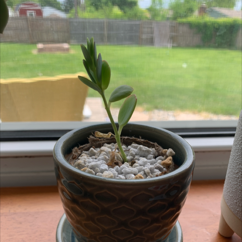 Marnier's Kalanchoe plant in a pot with visible soil and white pebbles.