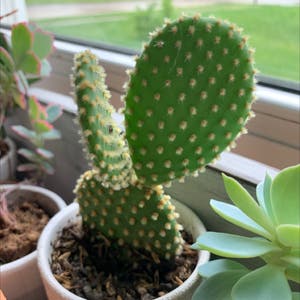 Bunny Ears Cactus plant photo by Bfeipel named Cacti Guy on Greg, the plant care app.