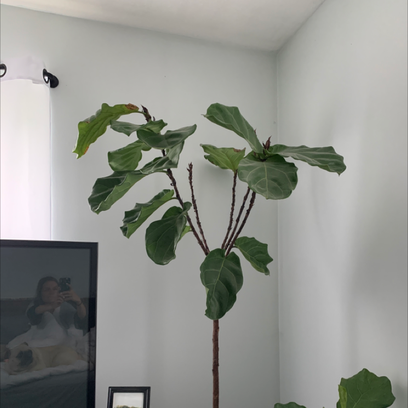 Fiddle Leaf Fig plant photo by @bfeipel named Karen on Greg, the plant care app.