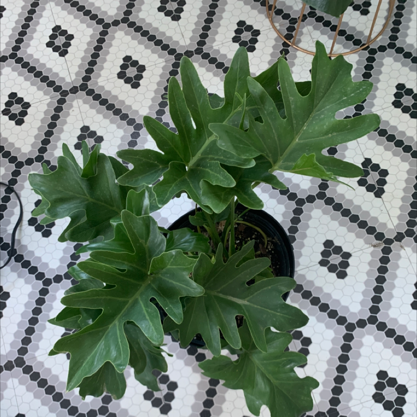 Philodendron 'Hope Selloum' plant with healthy green leaves in a pot on a tiled floor.