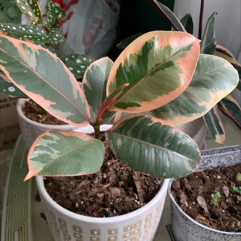 Rubber Plant plant photo by @bfeipel named Ruby on Greg, the plant care app.