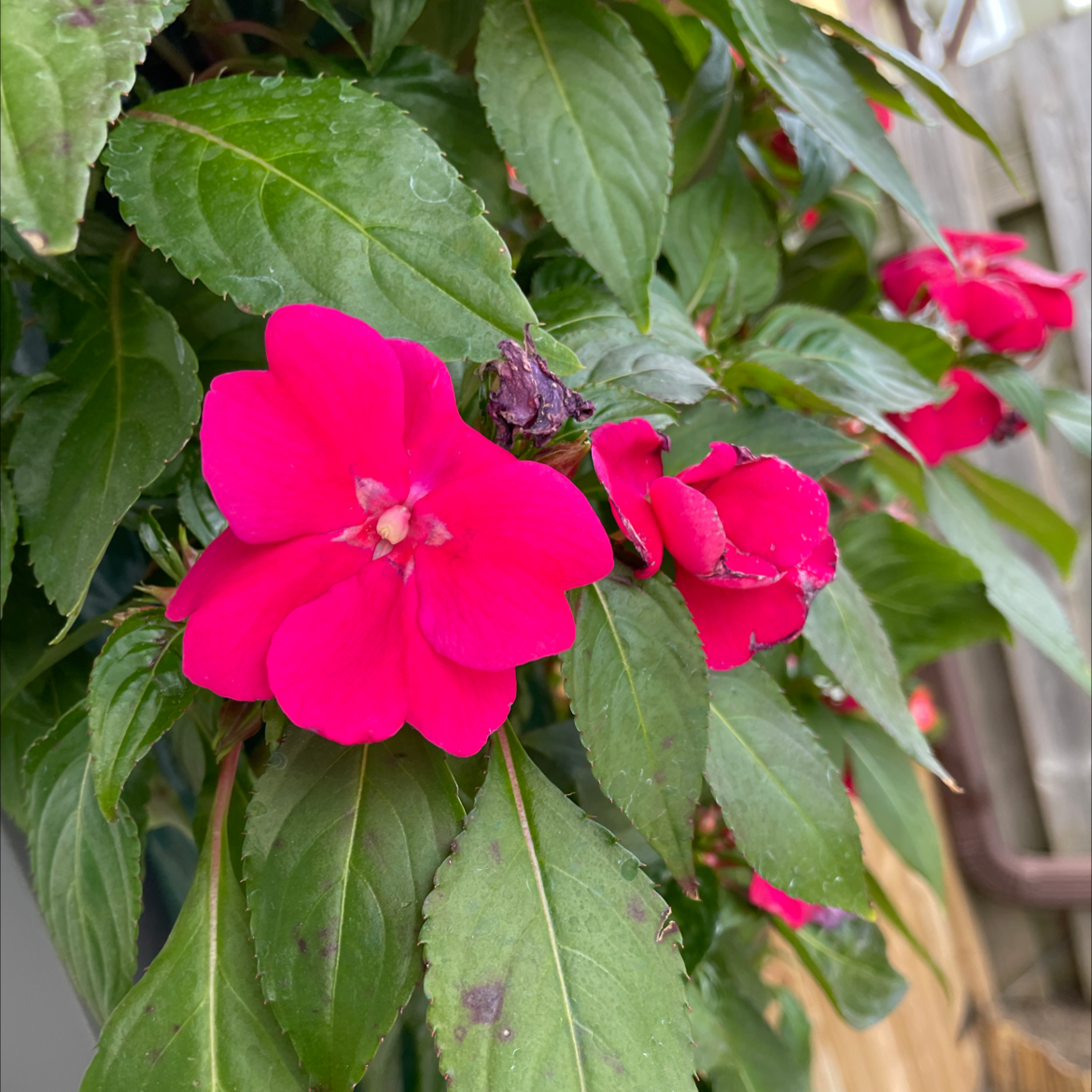 Buzzy Lizzy plant with vibrant pink flowers and green leaves, some with minor spots.