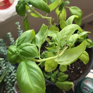 Sweet Basil plant photo by @Phenolphthalein named Basil on Greg, the plant care app.