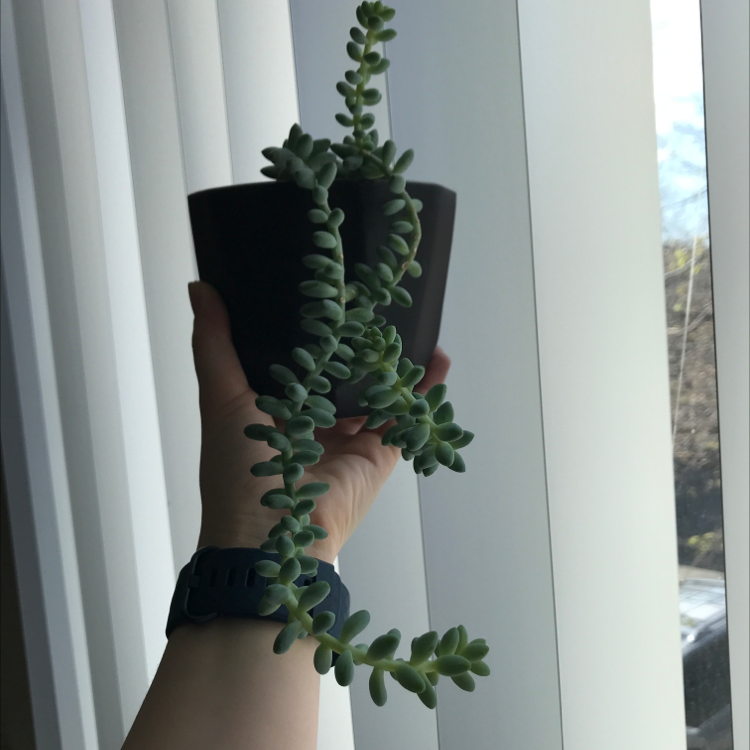 Hand holding a healthy potted burro's tail succulent plant with plump green leaves against a white curtain background.